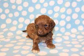 Southern silks maltese and havanese understands that adding a new member to your family is an important and exciting time. California Havanese Puppies Available Angie S Havanese Puppies