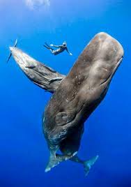 Balinalar Ve Yunuslar Panosundaki Pin