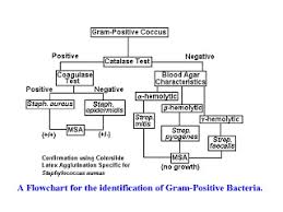 Streptococcus Identification Chart Gram Negative