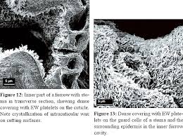 Image result for Arthraerua