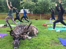 Highly recommend all her classes! Goat Yoga In Fairbanks There S A New Animal To Flow With Reindeer Alaska Public Media