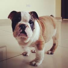 Bulldog dog pet animal cute portrait puppy mammal canine. Pin By Amani Abbassy On Yes Please Old English Bulldog Bulldog Puppies English Bulldog Puppies