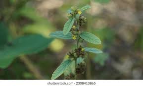 Image result for Waltheria indica