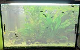 Maybe you would like to learn more about one of these? How To Fix Cloudy Aquarium Water In 10 Easy Steps Aquariumnexus