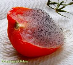 Can your kitty eat tomatoes? What Should Chickens Absolutely Not Eat