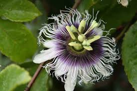 Passionsfrucht Maracuja Phantastisch Schone Blute Exoticflower Passion Amazonrainforest Rainforest Cantos Inspiration Plants Photo Rainforest