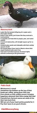 Can T Get You Outta My Head Peking Duk Pin On Funny Animal Memes