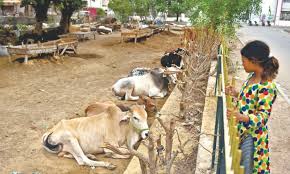 The woman who kills chicken has slaughtered смотрите видео woman chinese killing goats. Qurbani Becoming Costlier Despite Rise In Cow Goat Numbers Pakistan Dawn Com