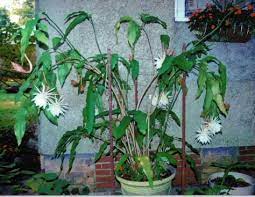 Cactus in bloom in las vegas, nevada. I Hope Mine Looks This Good Night Blooming Flowers Blooming Orchid Blooming Plants