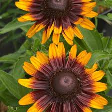 Image result for Rudbeckia hirta
