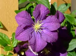 One of our best picks for a first clematis. Powojniki Odmiany Uprawa Ciecie Choroby