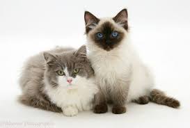 Ragdoll And Ragdoll X British Shorthair Kittens Photo British Shorthair Kittens British Shorthair British Shorthair Cats