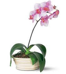 Lavender Phalaenopsis Orchid Blooms Today Orchid Plants Orchid Flower Phalaenopsis Orchid