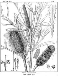 Royal Botanic Gardens Domain Trust Illustration 6