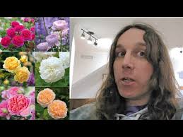 31 Varieties of the Most Beautiful Roses!