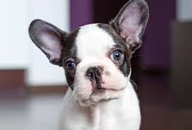 So if you are lucky enough to own one of the biggest concerns with owning a french bulldog is maintaining an ideal weight. Is A French Bulldog Right For You Natural Dog Company