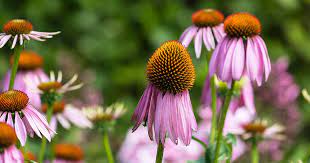 Watch to see our deadhea. How To Deadhead Coneflowers Gardener S Path