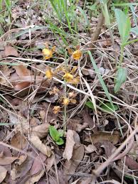 Image result for Eulophia fridericii