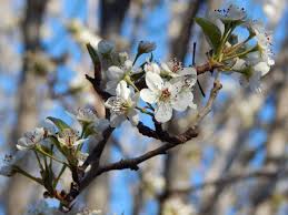 Bradford is the original introduction of callery pear and has an inferior branching habit when compared to other flowering pear cultivars. Bradford Pear Tree The Good The Bad The Ugly The Transmutational Garden