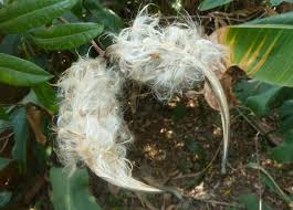 Image result for Strophanthus speciosus