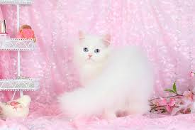 Search by location, breed, size and color. White Persian Kittens White Persian Cats Pure White Catspersian Himalayan Kittens For Sale In A Rainbow Of Colors In Business For 32 Years