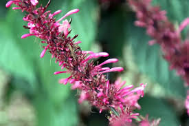 Image result for Odontonema