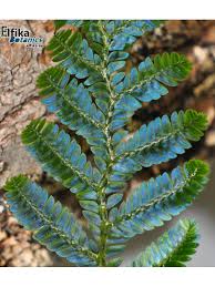 Image result for Selaginella eublepharis