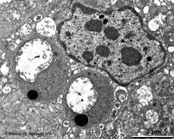 Image result for Bonamia