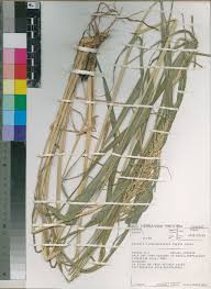 Image result for Setaria lindenbergiana