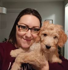 Welcome my sweet Sunny to the group. She is my newest edition to our family  . 8 week old miniature golden doodle. She is full of life and love Side  note :