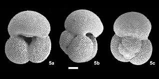 Image result for Microglossa densiflora