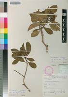 Image result for Pittosporum abyssinicum
