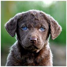 Chesapeake Bay Retriever Pup Chesapeake Bay Retriever Puppy Retriever Puppy Dogs