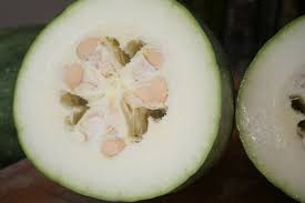 Learn a unique way to get rid of squash bugs organically, without needing to use any sprays. Dinner Thismodernwife