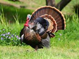 Beautiful Desktop Hd Wallpapers Turkey Bird Wallpapers Hd Birds Wallpaper Hd Animals Turkey Bird