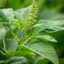 Improved Amaranthus
