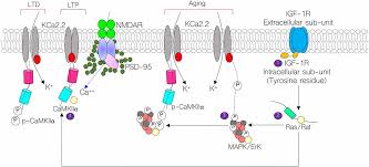 Frontiers A Putative Mechanism Of Age Related Synaptic