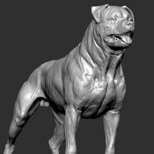 Rottweiler Dog Vfx Zbrush 3d Model Turbosquid 1459893 In 2020 Dog Anatomy Rottweiler Dog Rottweiler