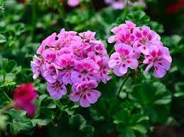 Deer & rabbit resistant plants. 13 Rabbit Resistant Annuals Hgtv