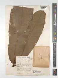 Image result for Polyceratocarpus gossweileri