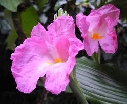 Image result for Siphonochilus