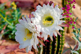 Such beauty from such a prickly source. Easter Lily Cactus Flowers Easter Lily Cactus Planting Bulbs