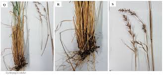 Image result for Eragrostis aethiopica