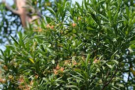 Image result for Strophanthus nicholsonii