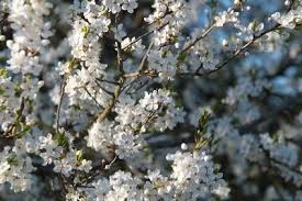 Plant dogwood trees in rich soil in a location that gets plenty of morning sun and afternoon. Flowering Trees In Colorado Ehow Flowering Trees Trees To Plant Cherry Tree