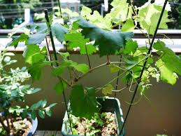 2ページ目の ベランダ菜園 Verandism べらんでぃずむ ベランダ菜園とか 楽天ブログ