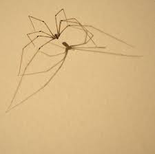 daddy long legs daddy long long legs spider aesthetic