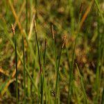 Image result for Eleocharis mutata