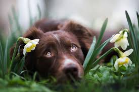 Spring Dreams More Photos Https Www Facebook Com Izalysonarts Animaux Et Compagnie Labrador Animaux De Compagnie