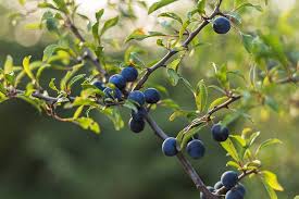 The fruits are delicious in jams and jellies and are a great interest to birds, butterflies, and pollinators. 23 Of The Best Defensive Plants For Home Security Gardener S Path